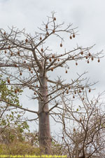 fruiting baobab